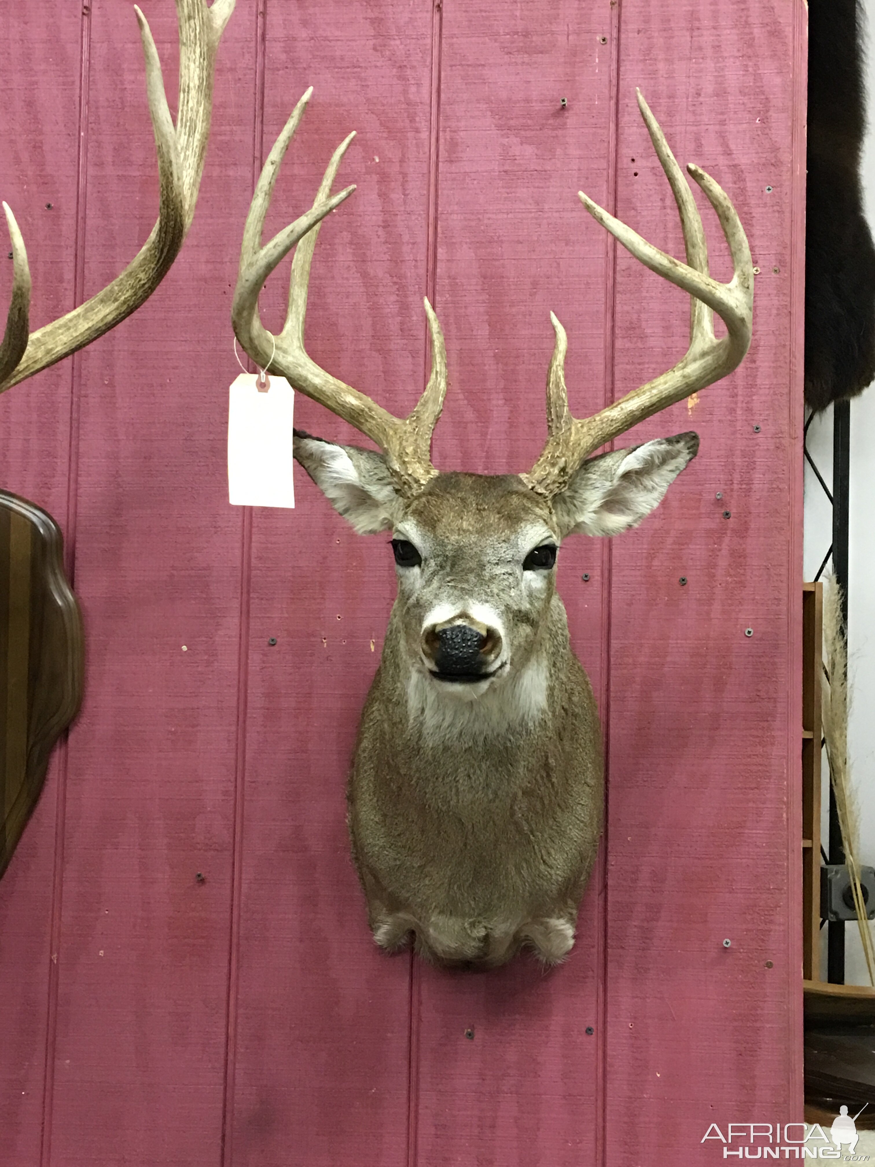 Deer Shoulder Mount Taxidermy