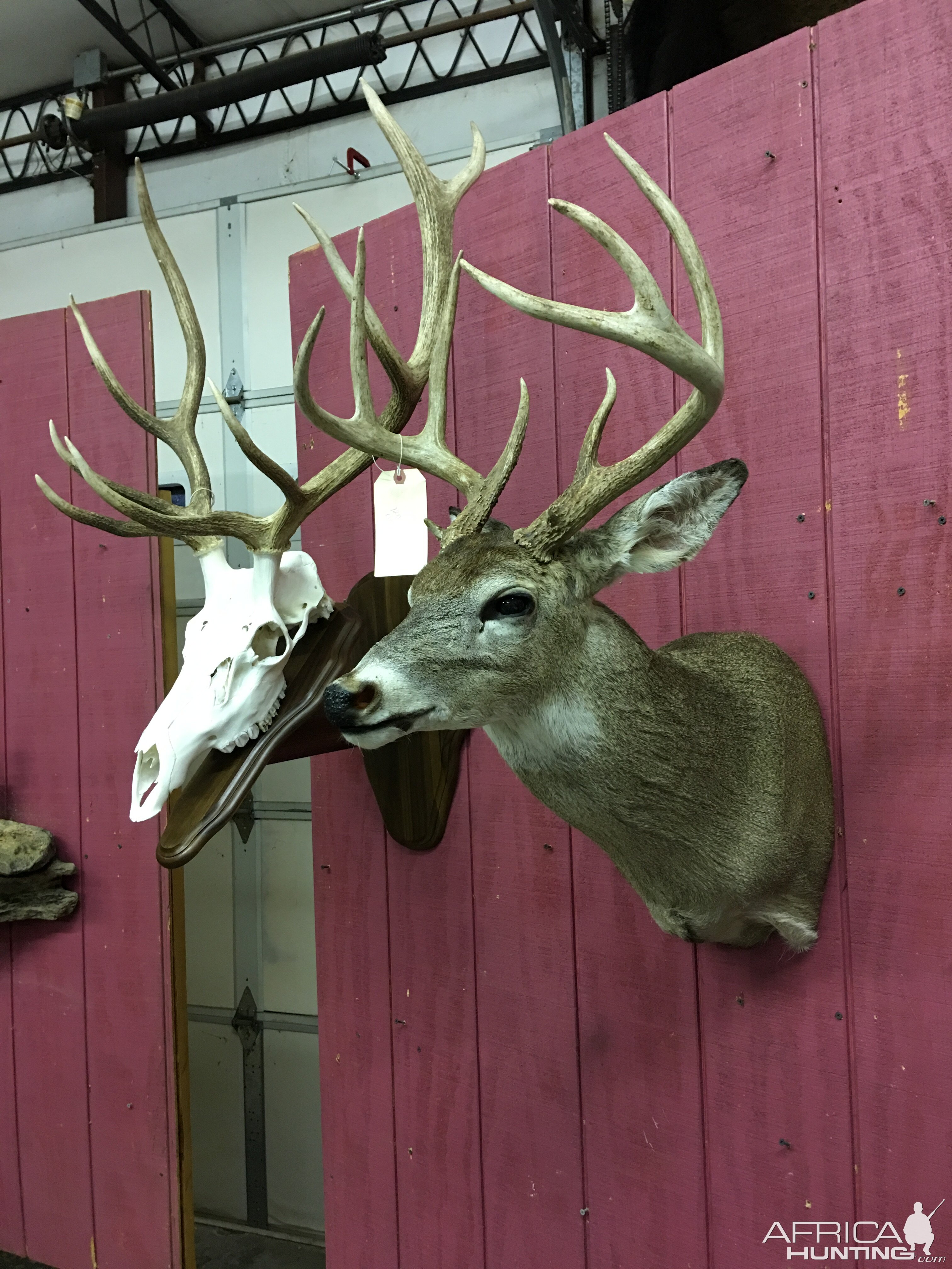 Deer Shoulder Mount Taxidermy