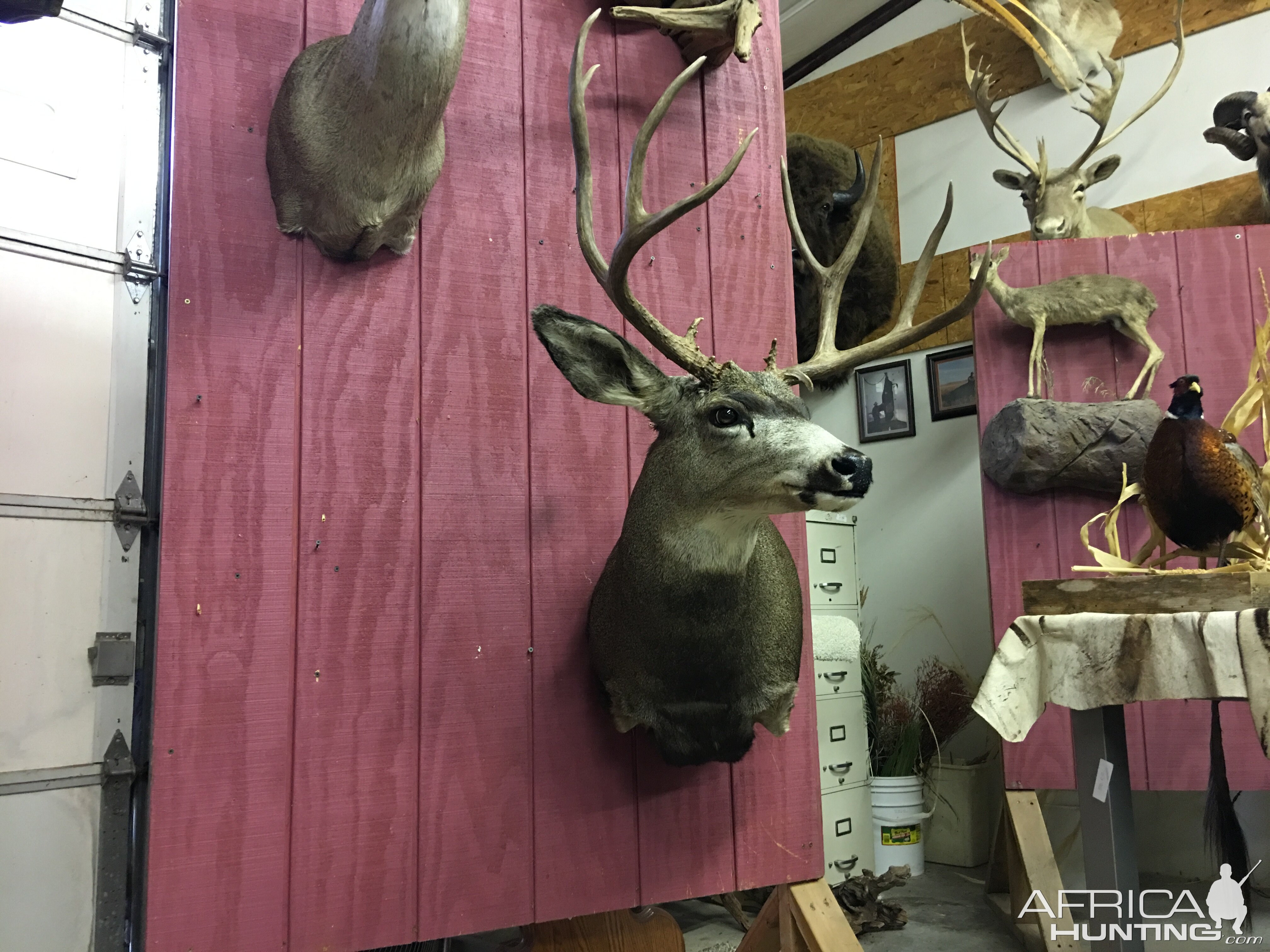 Deer Taxidermy Shoulder Mount