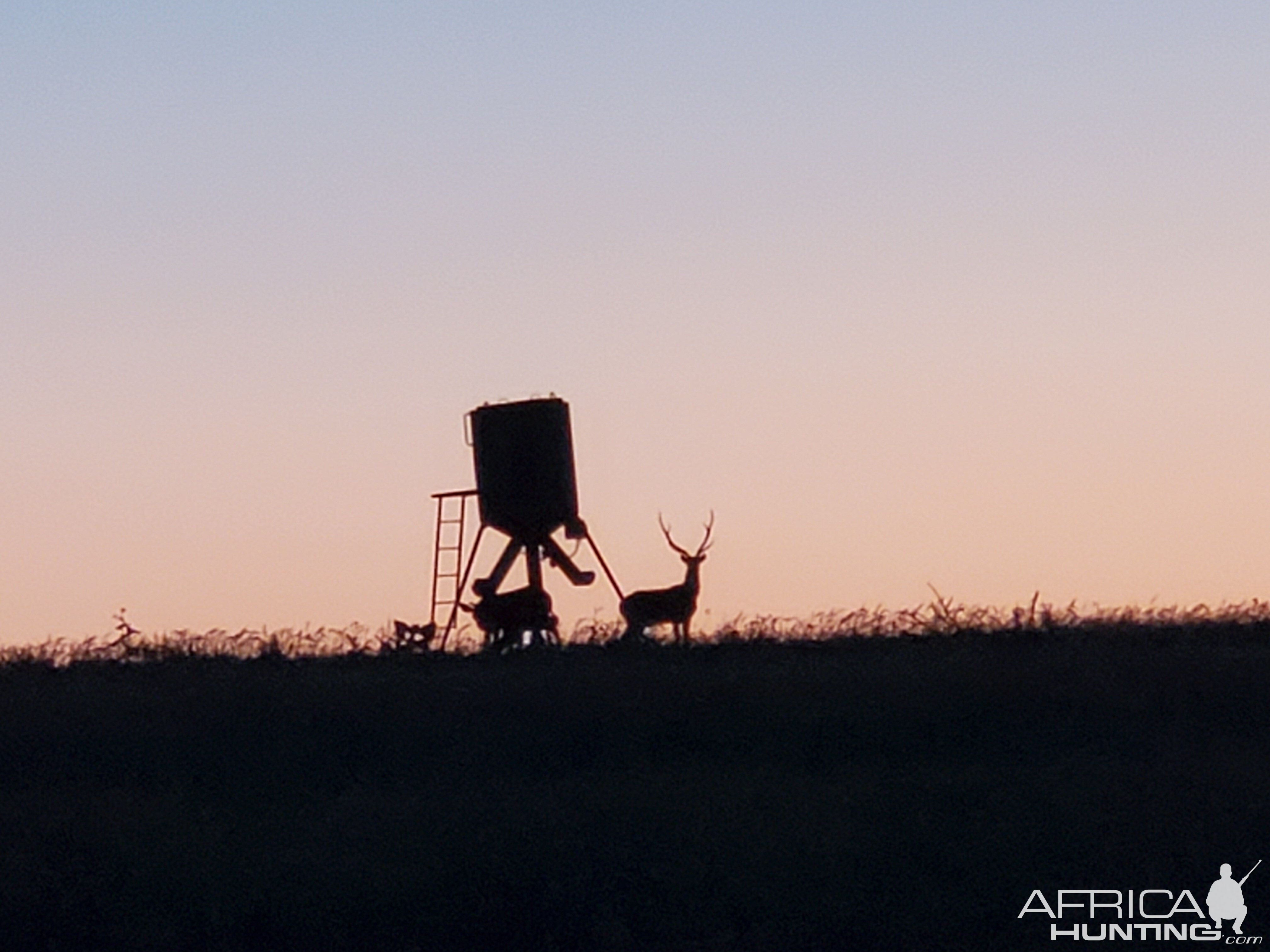 Deer Texas USA