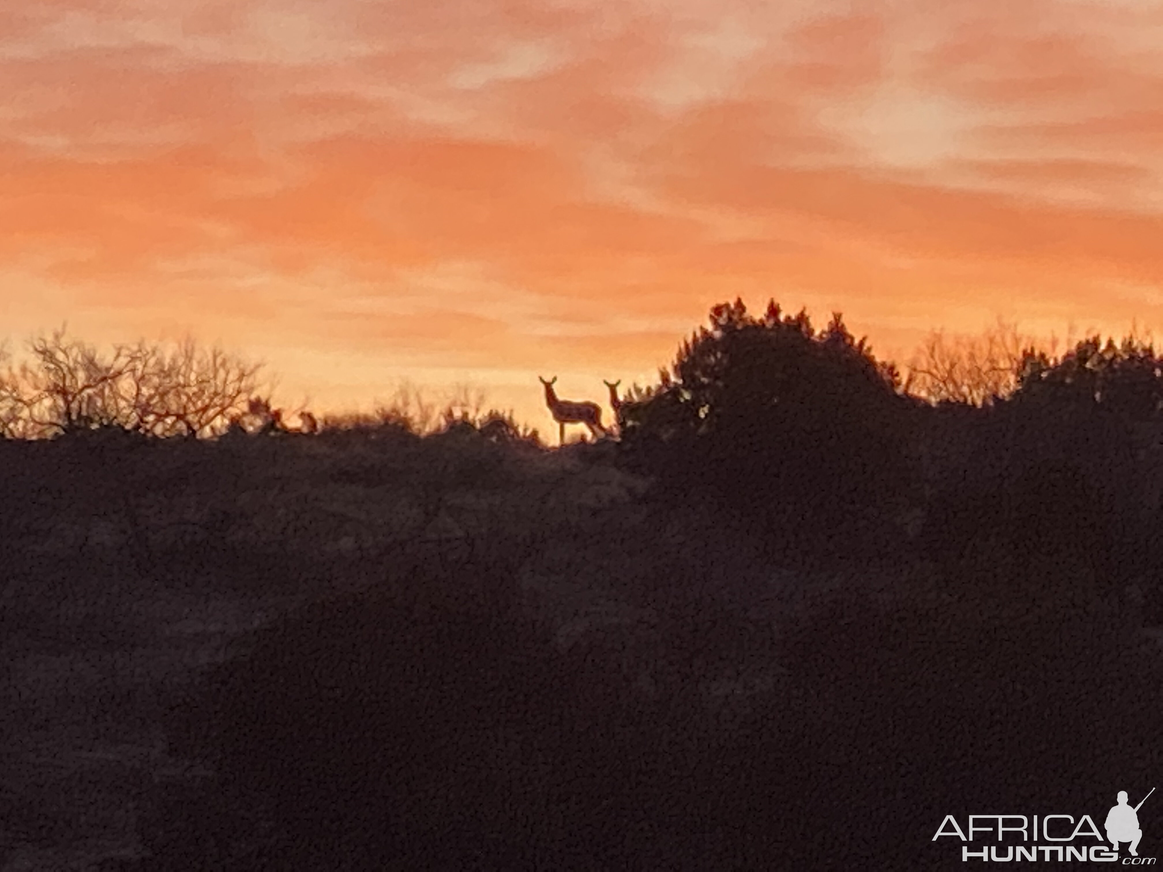 Deer Texas USA