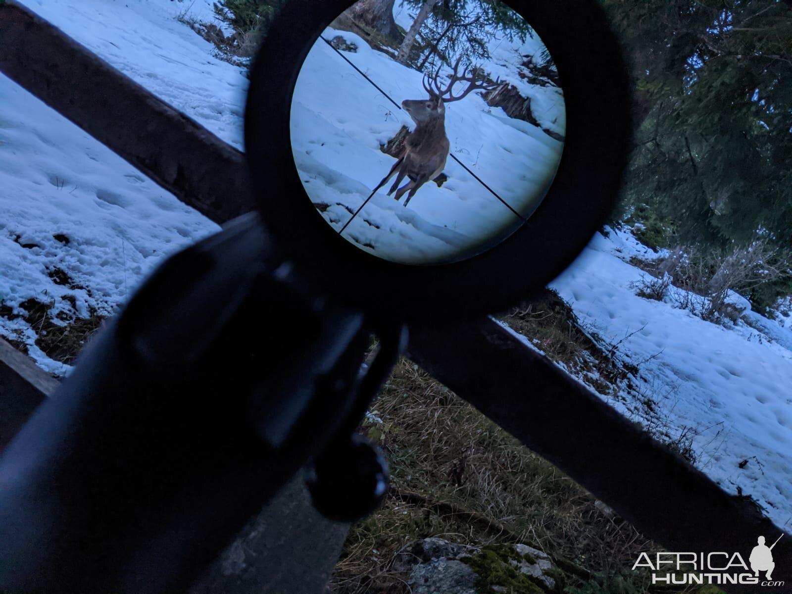 Deer through the scope