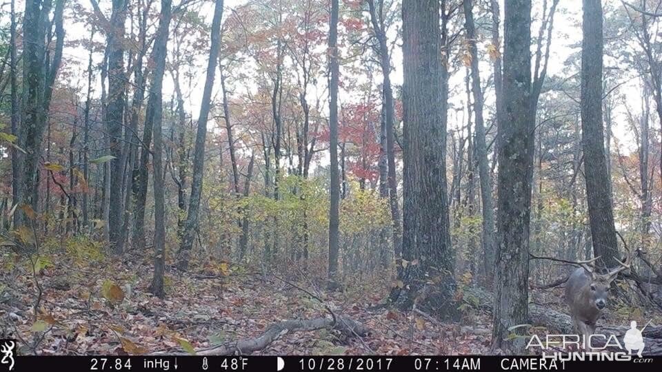 Deer WV