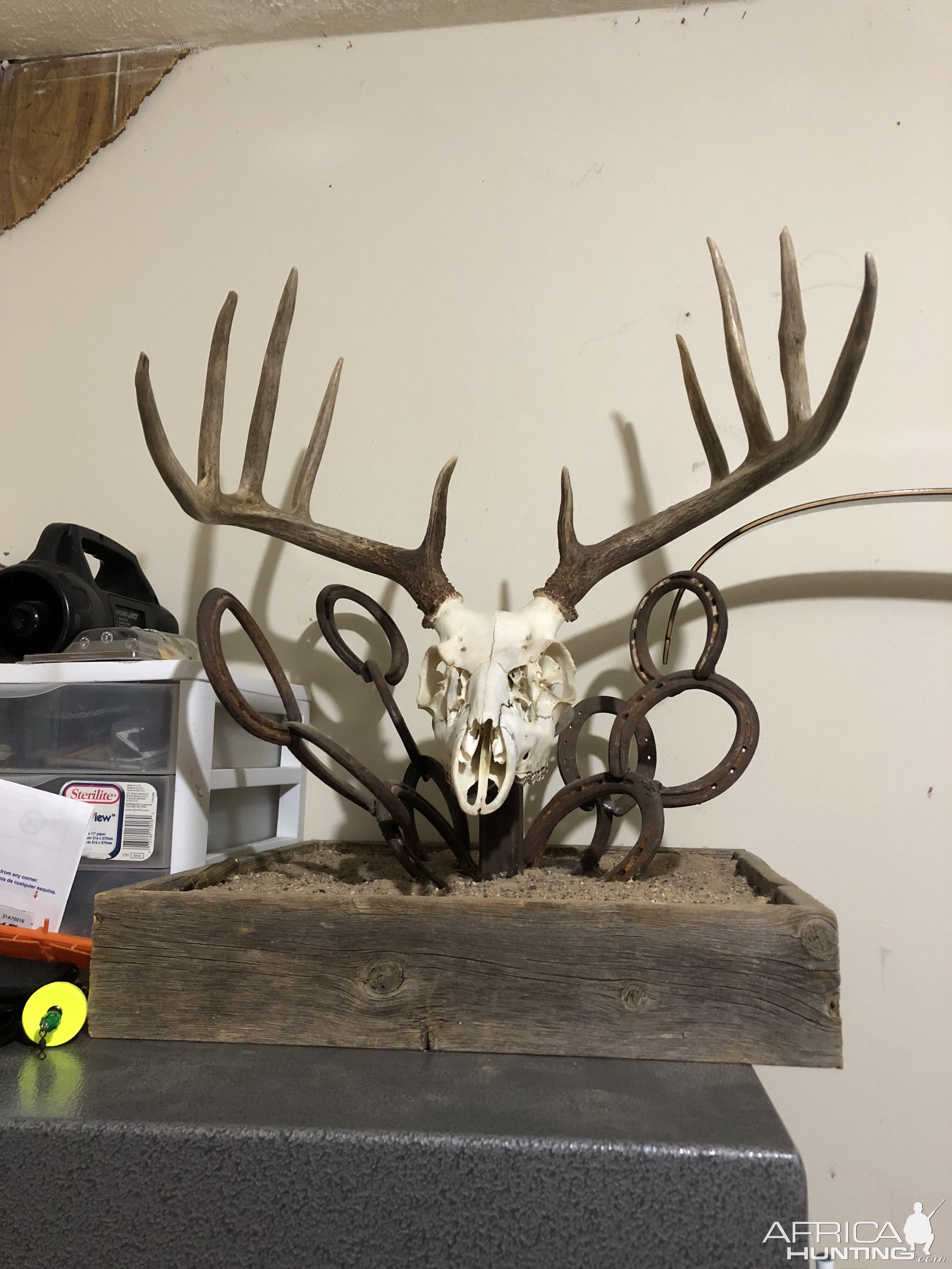 Deer ZEuropean Skull Mount in old base Taxidermy