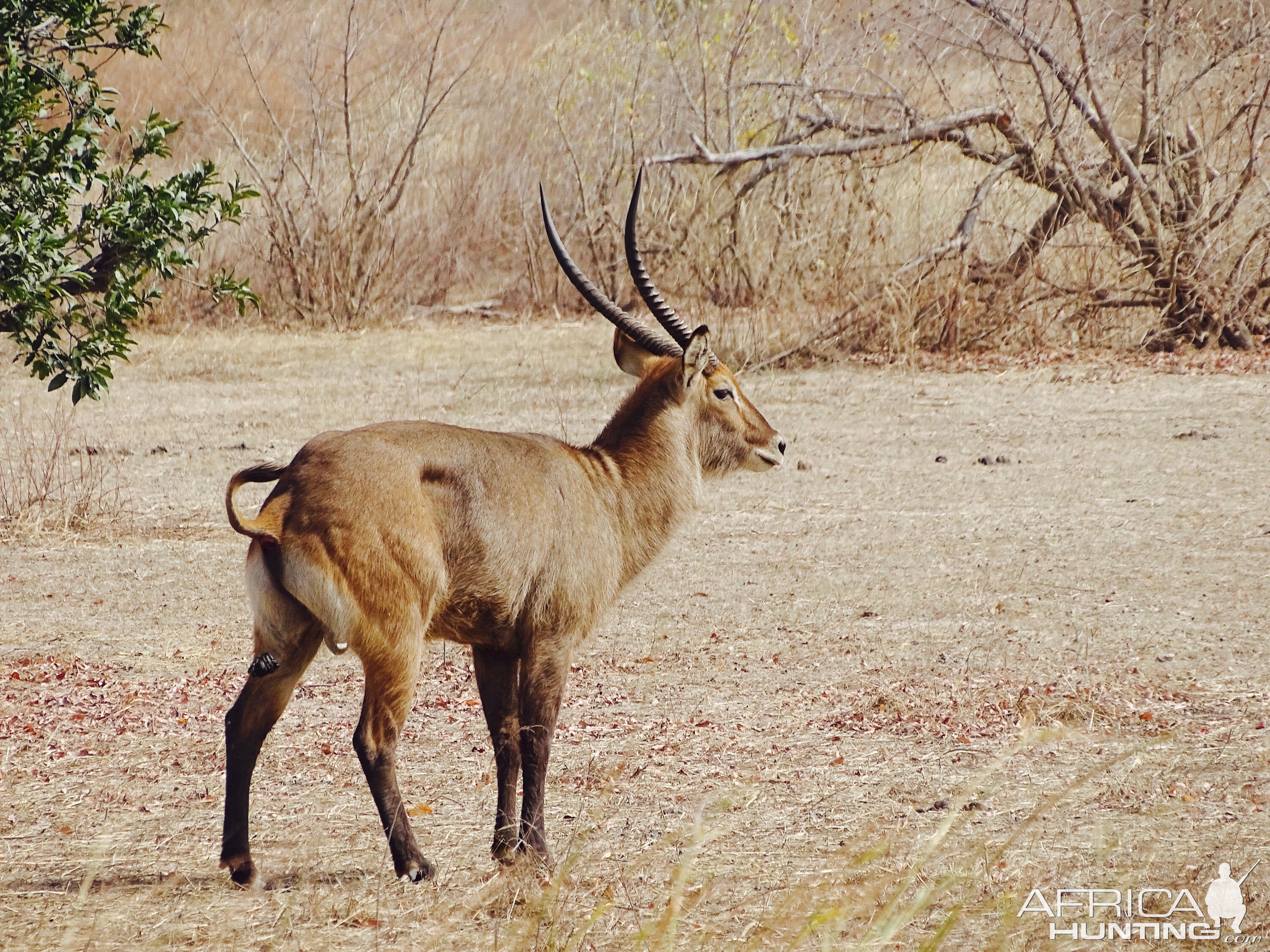 Defassa Waterbuck Benin