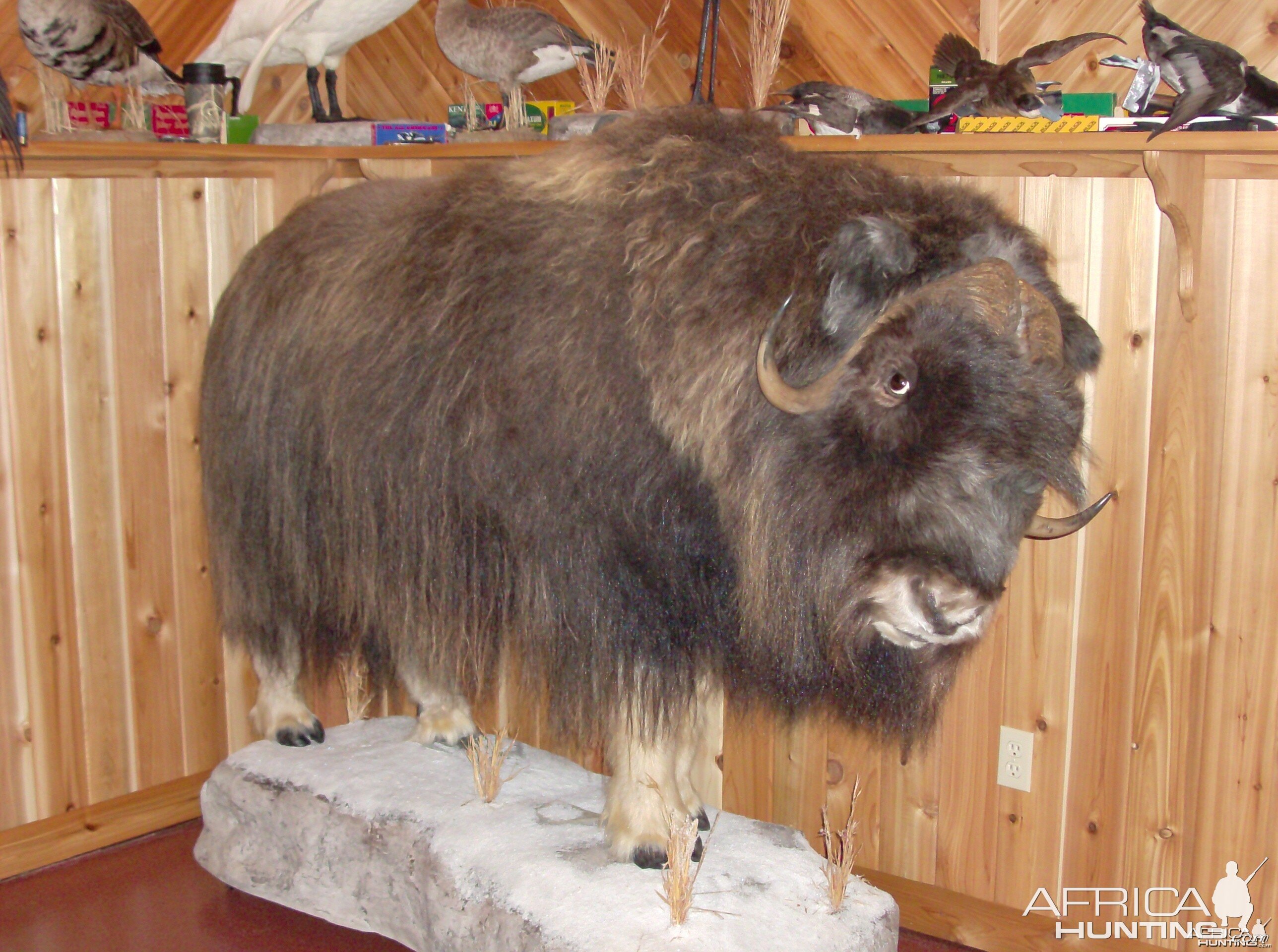 Definitely not African Musk Ox