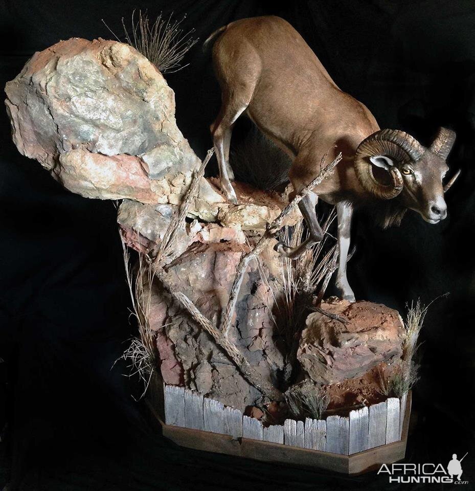 Desert Bighorn Sheep Full Mount Taxidermy