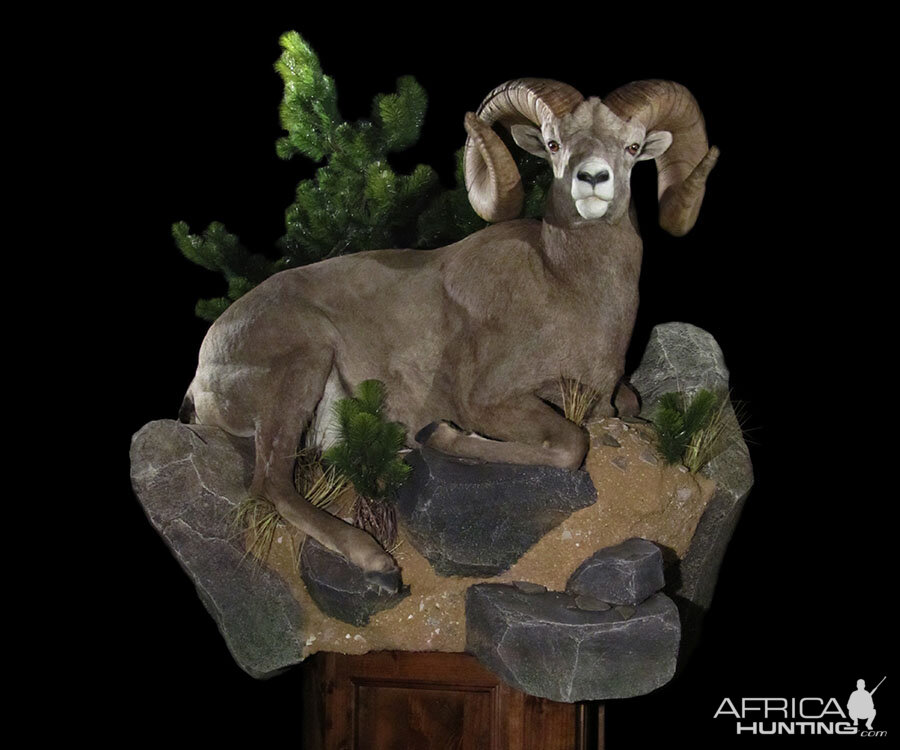 Desert Bighorn Sheep Full Mount Taxidermy