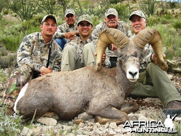 Desert Bighorn Sheep Hunt in Texas