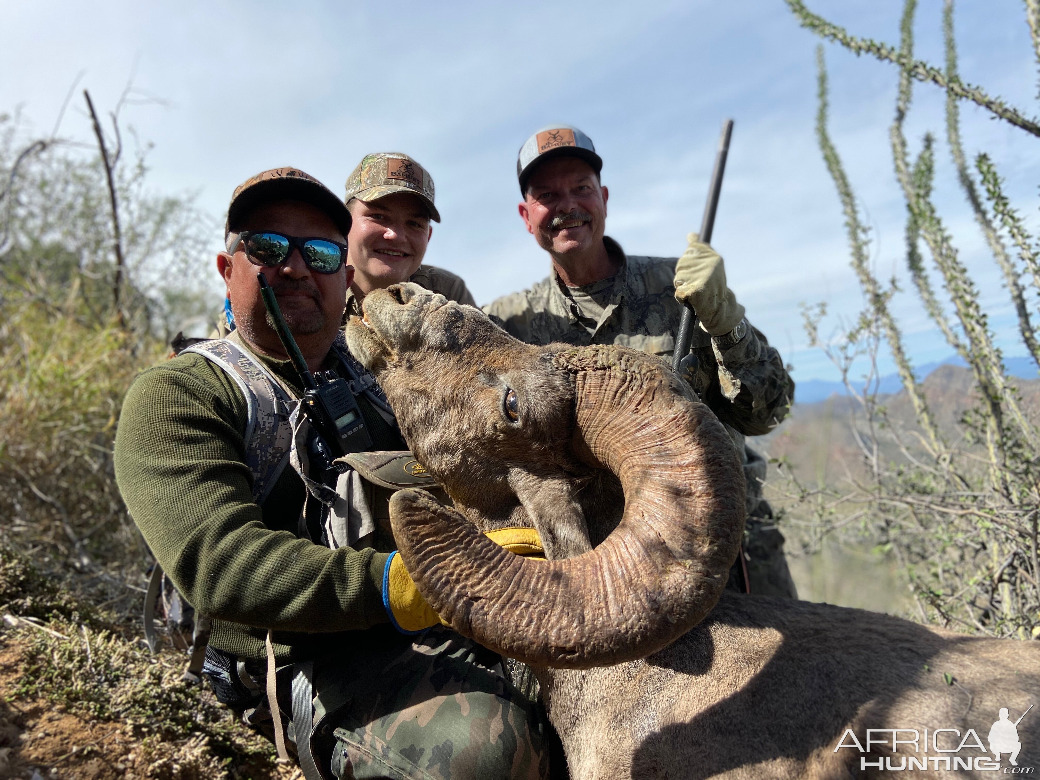 Desert Bighorn Sheep Hunting Mexico