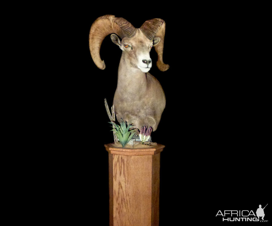 Desert Bighorn Sheep Pedestal Mount Taxidermy