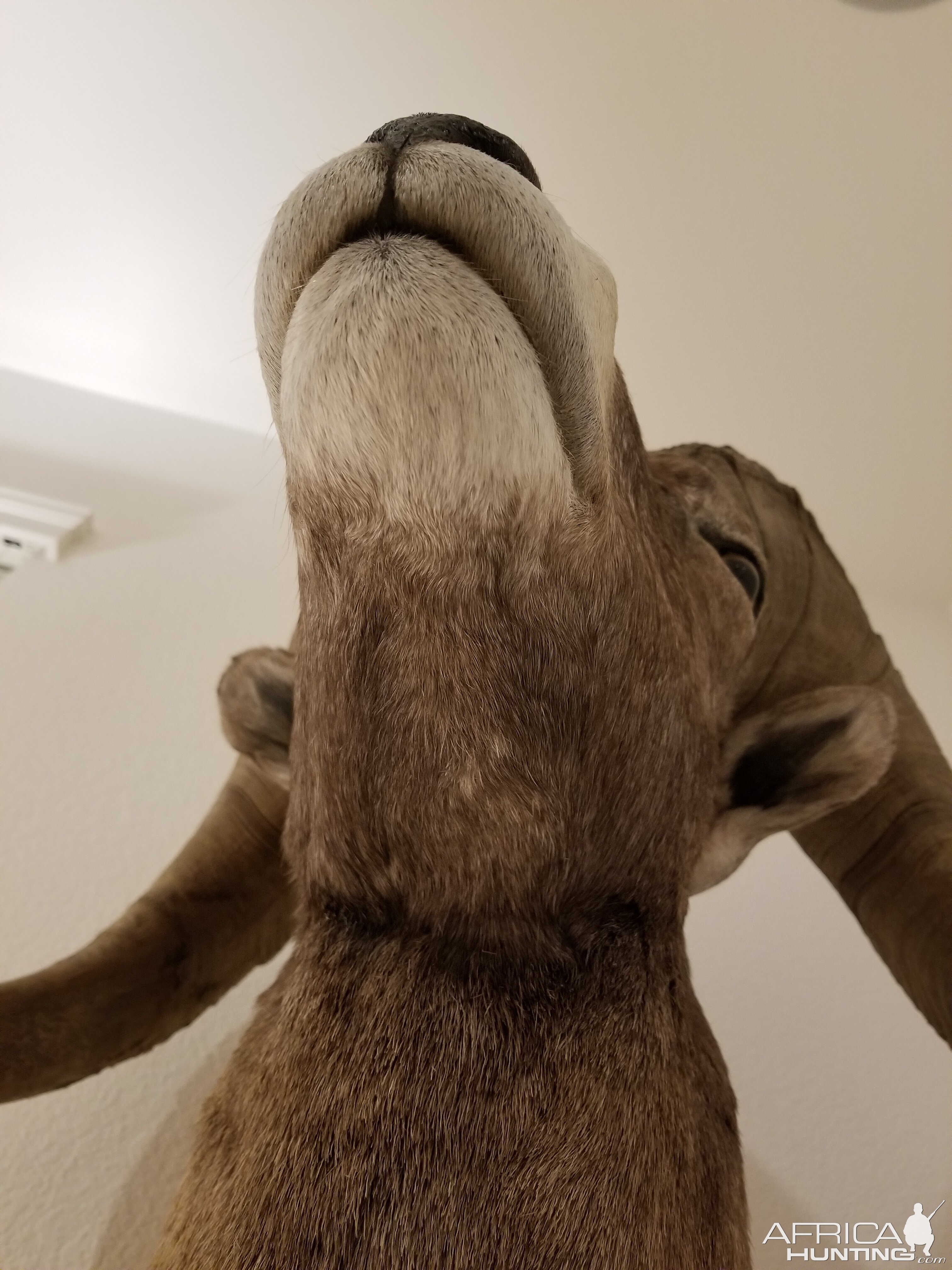 Desert Bighorn Sheep Shoulder Mount Taxidermy