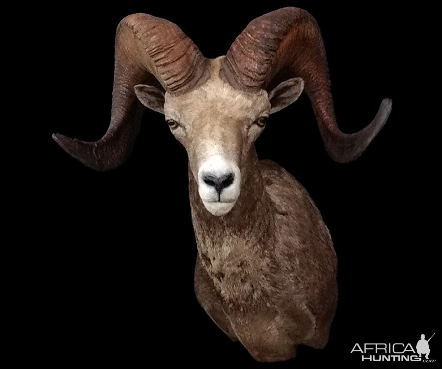 Desert Bighorn Sheep Shoulder Mount Taxidermy