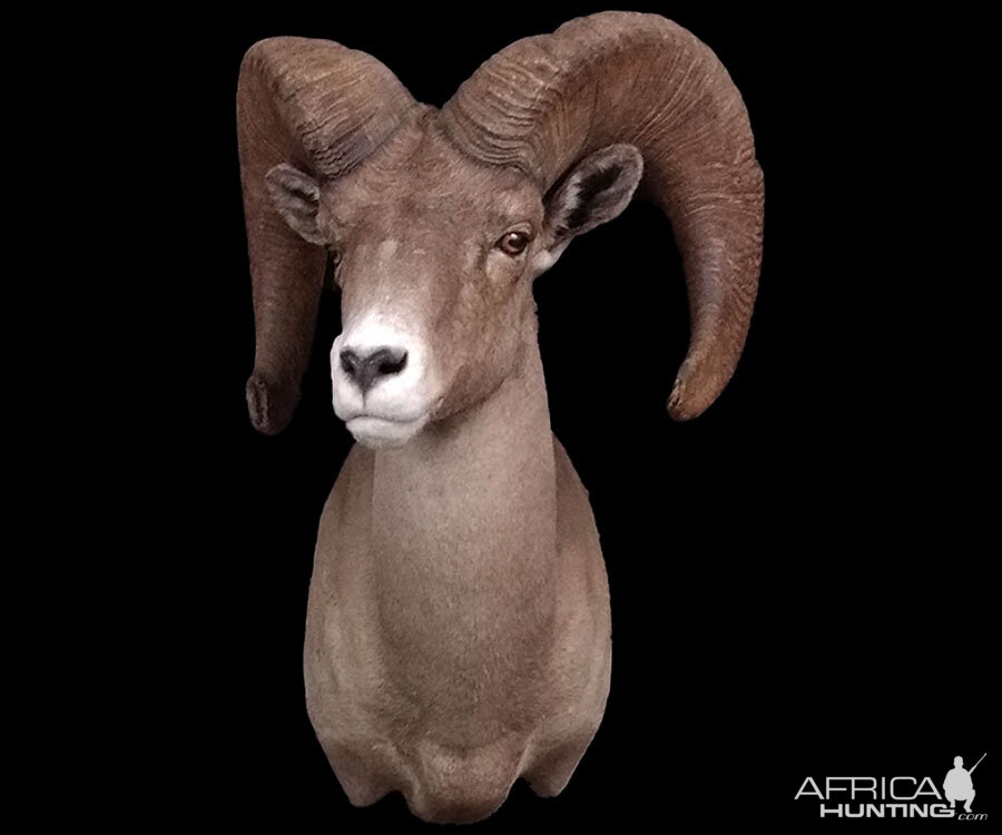 Desert Bighorn Sheep Shoulder Mount Taxidermy