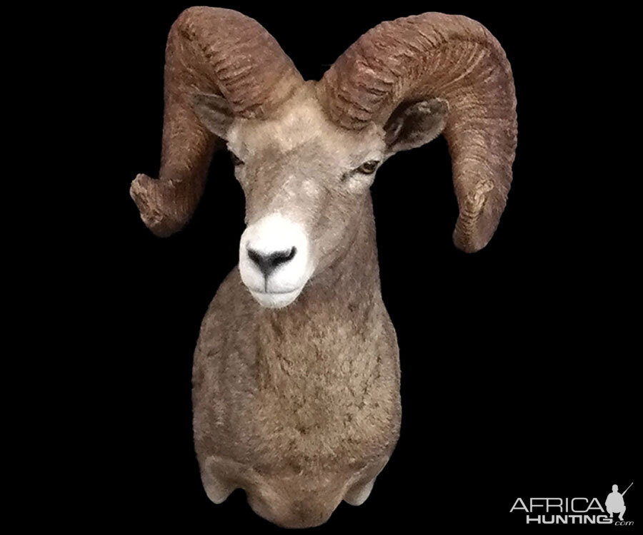 Desert Bighorn Sheep Shoulder Mount Taxidermy