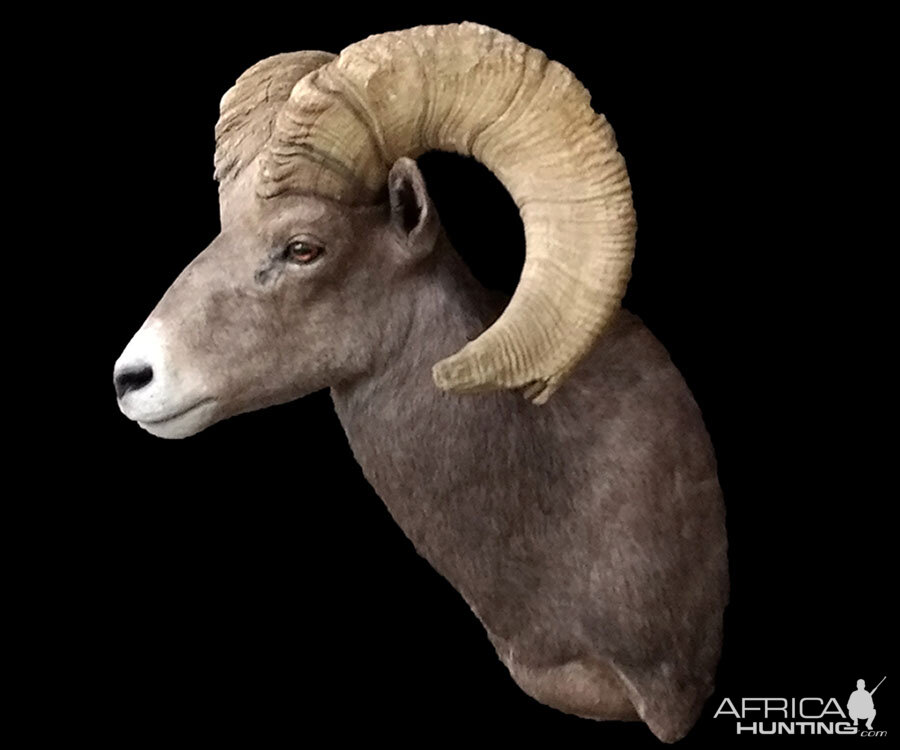 Desert Bighorn Sheep Shoulder Mount Taxidermy