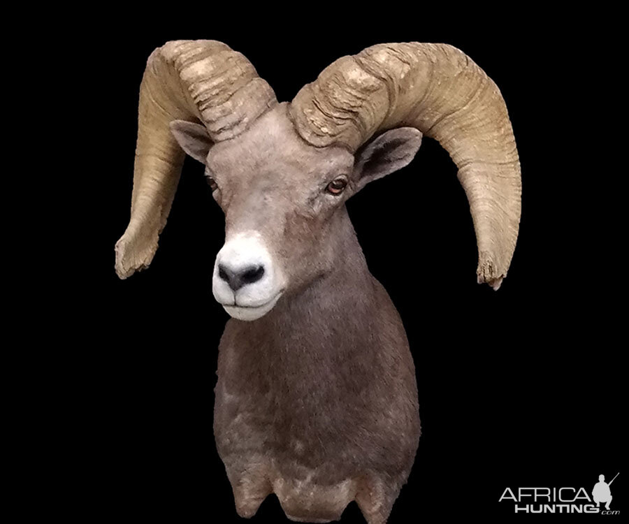 Desert Bighorn Sheep Shoulder Mount Taxidermy