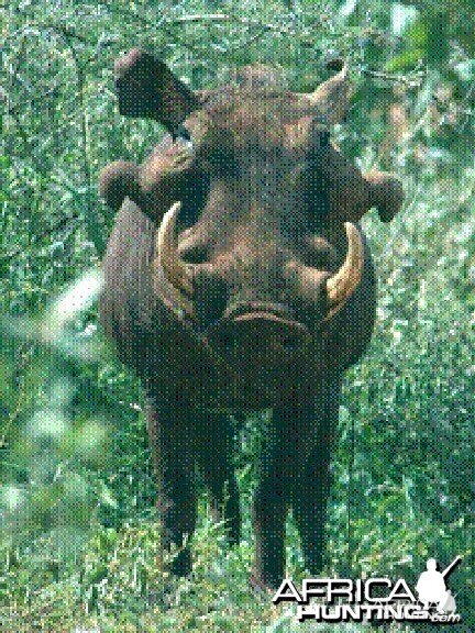 Desert warthog Ph. aethiopicus