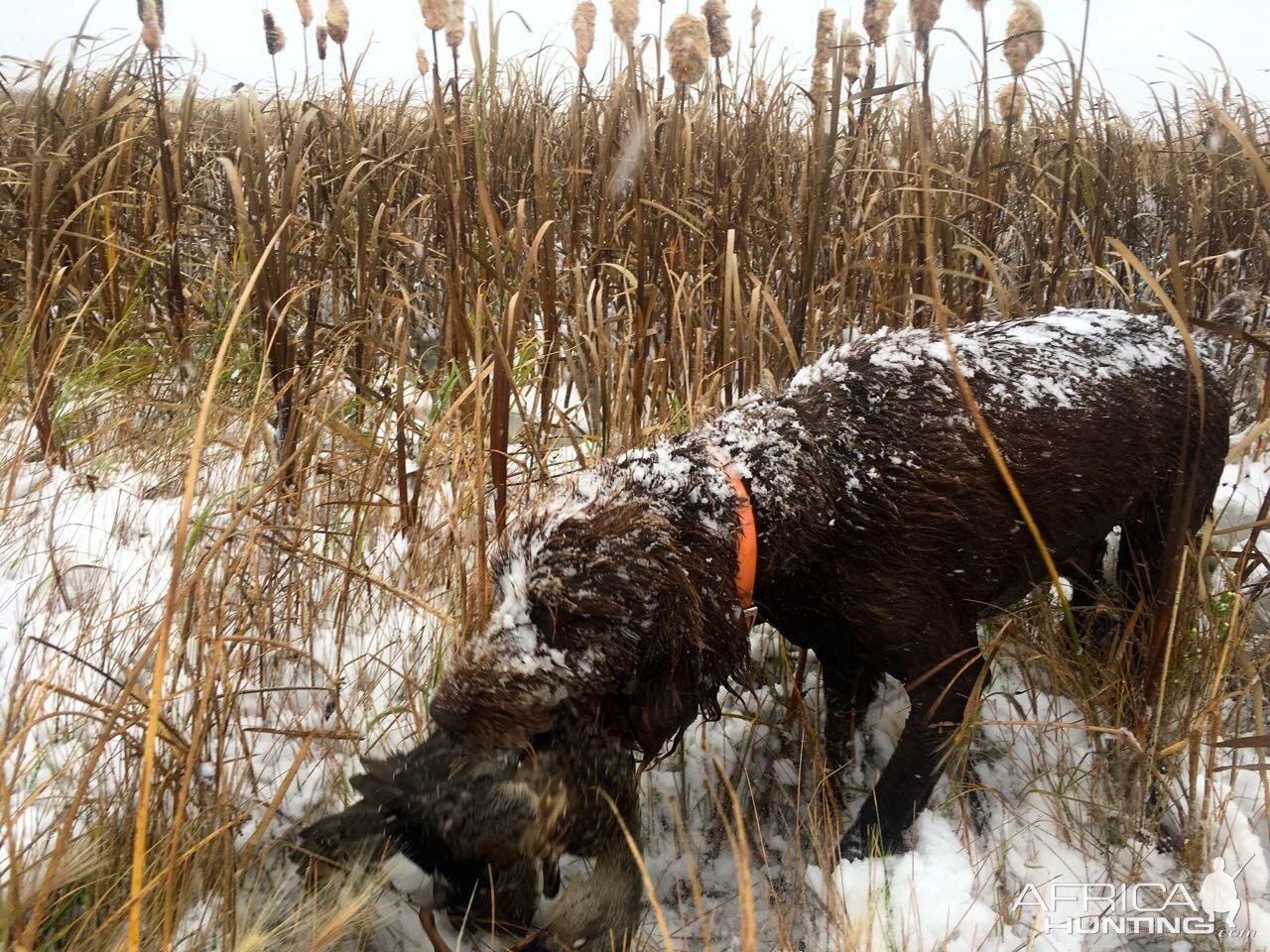 Deutsch Drahthaar Hunting Dog