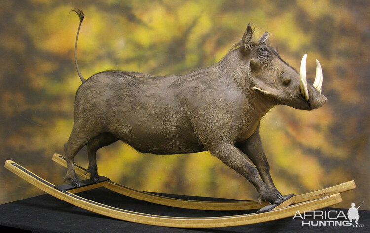 Different Kind Of Warthog Full Mount Taxidermy