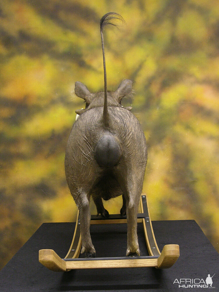 Different Kind Of Warthog Full Mount Taxidermy