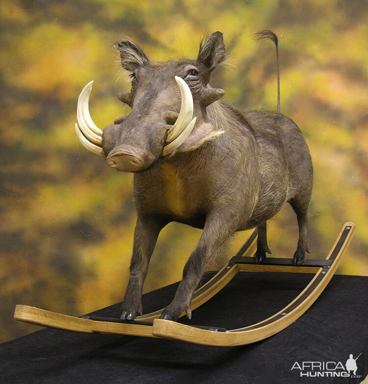 Different Kind Of Warthog Full Mount Taxidermy