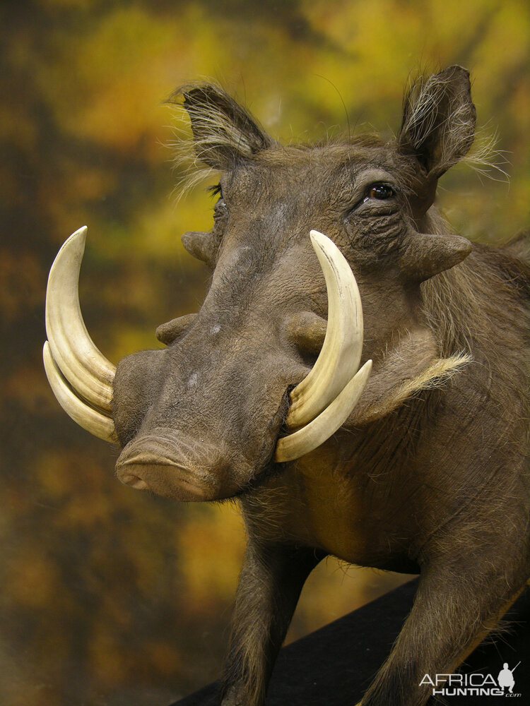 Different Kind Of Warthog Full Mount Taxidermy