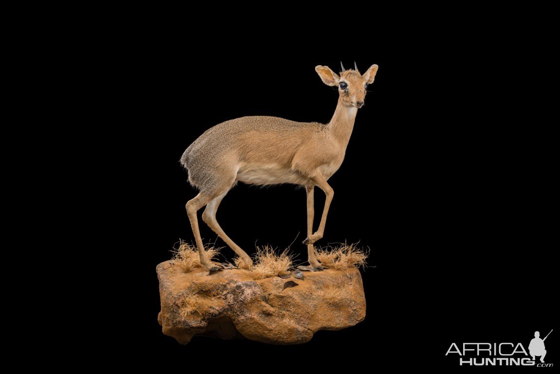 Dik Dik Full Mount Taxidermy