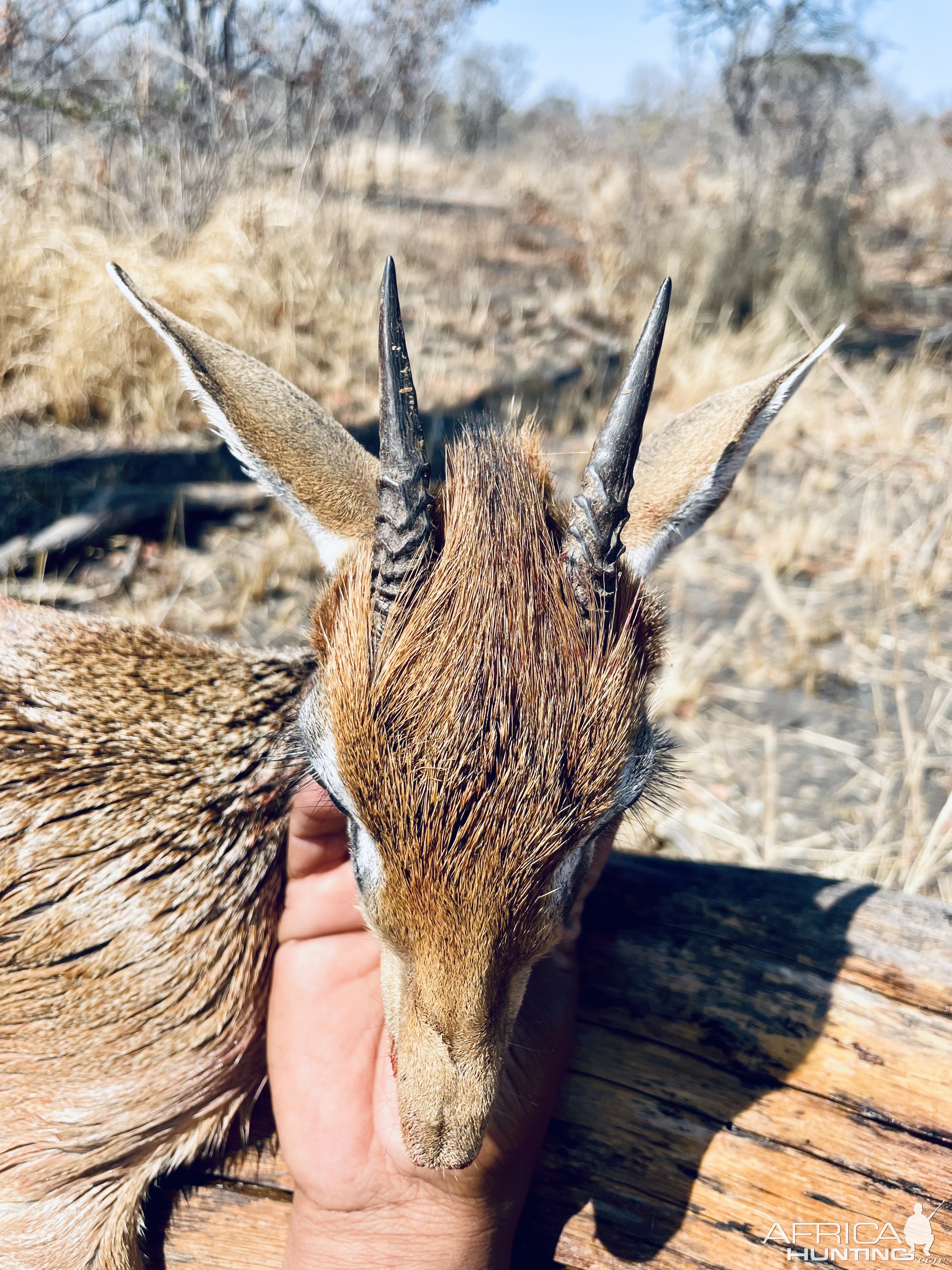 Dik Dik Hunt Tanzania