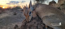 Dik Dik Tanzania