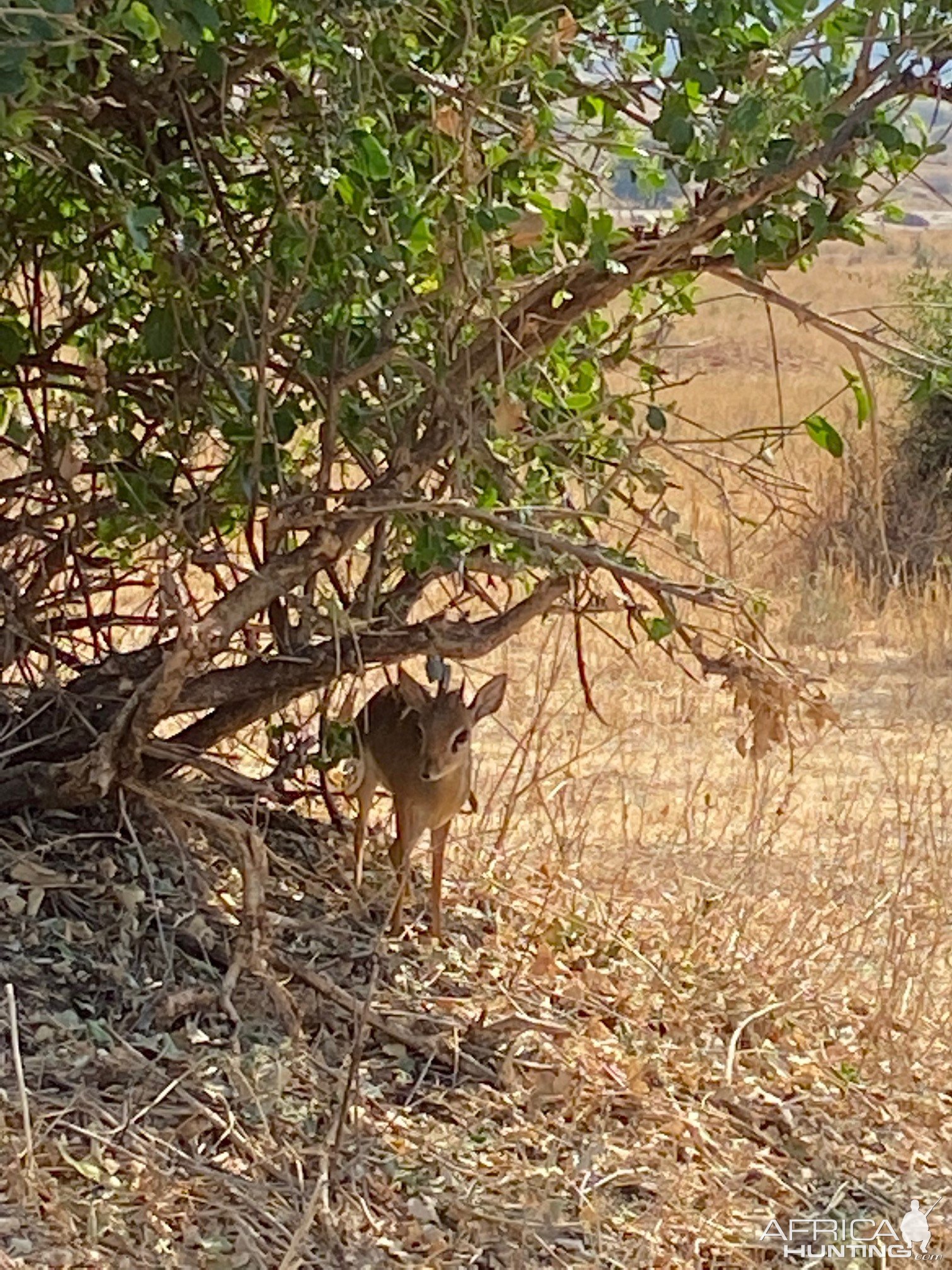 Dik Dik Tarangire National Park Tanzania