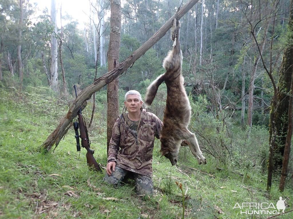 Dingo Hunt Australia