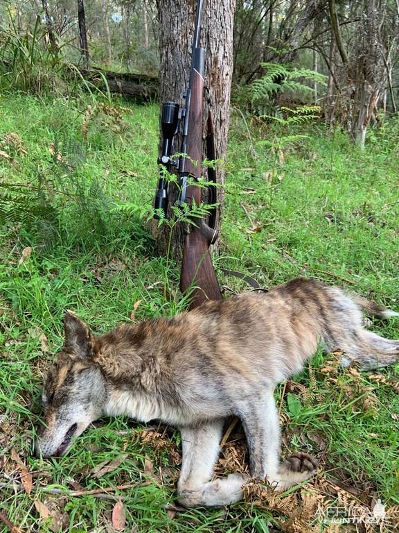 Dingo Hunt Australia