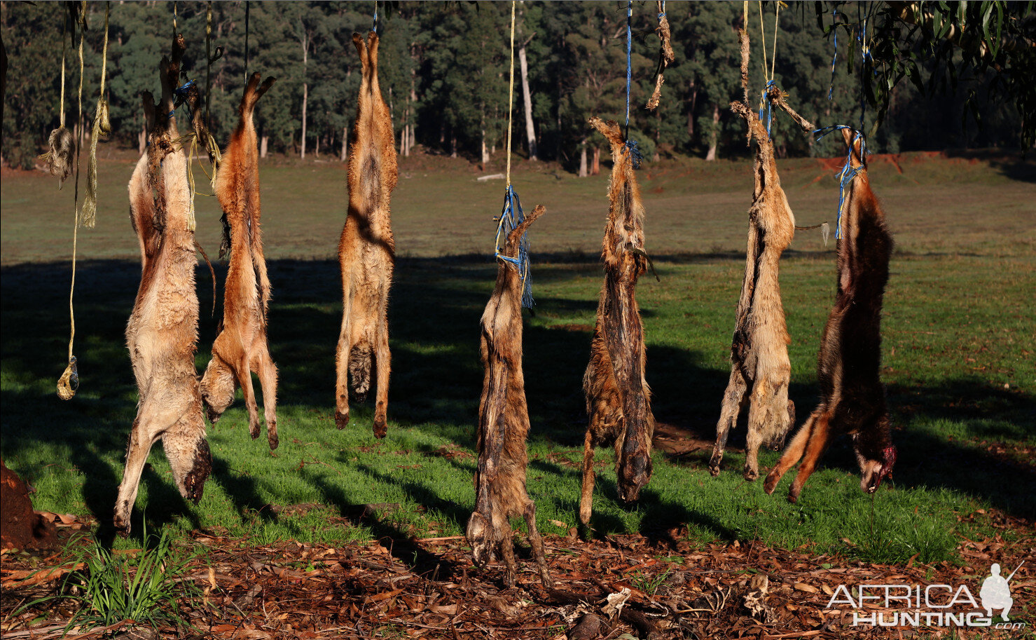 Dingo Trapping Australia