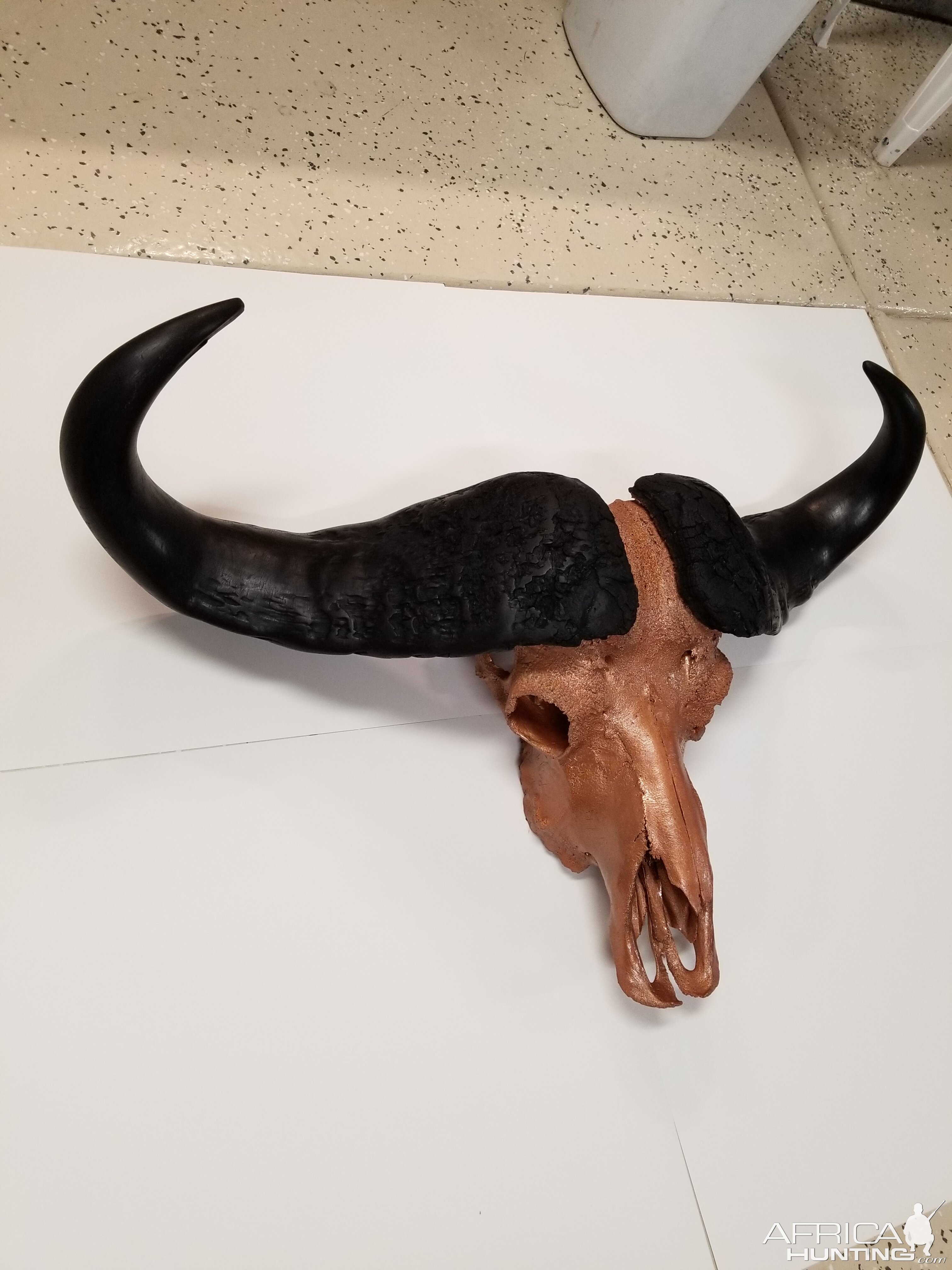 DIY Cape Buffalo Skull Mount