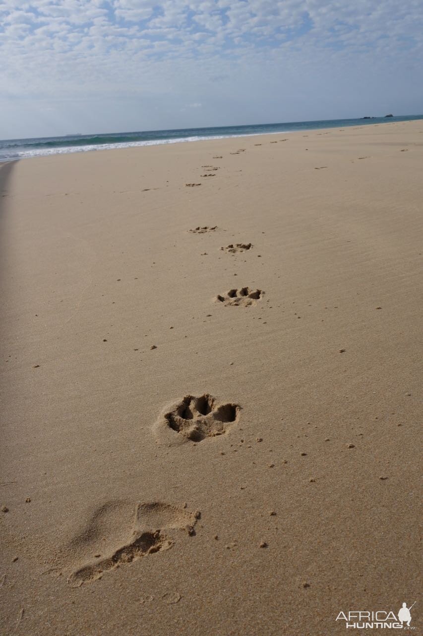 Dog tracks on the beach