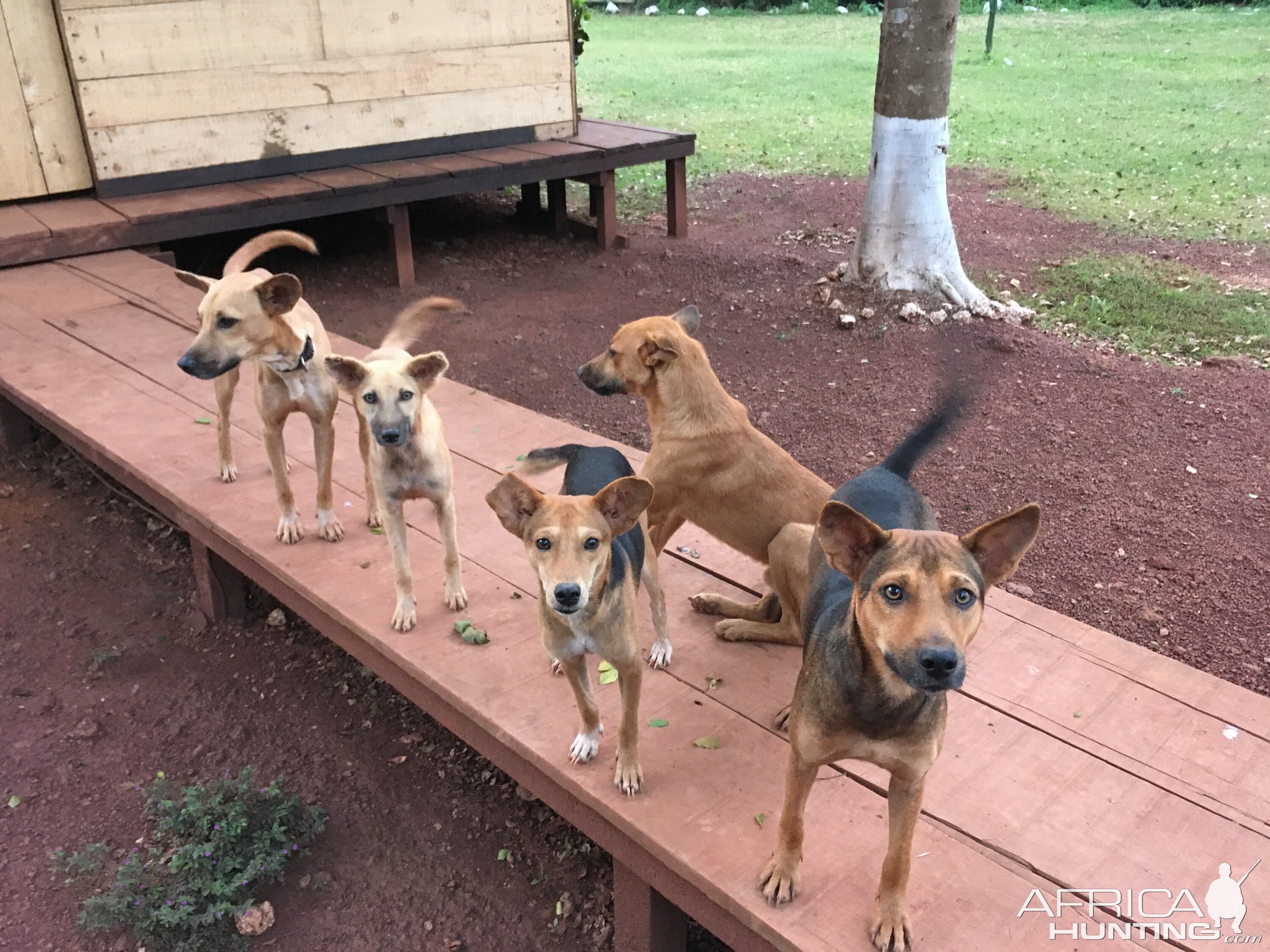 Dogs to hunt Bongo in Congo