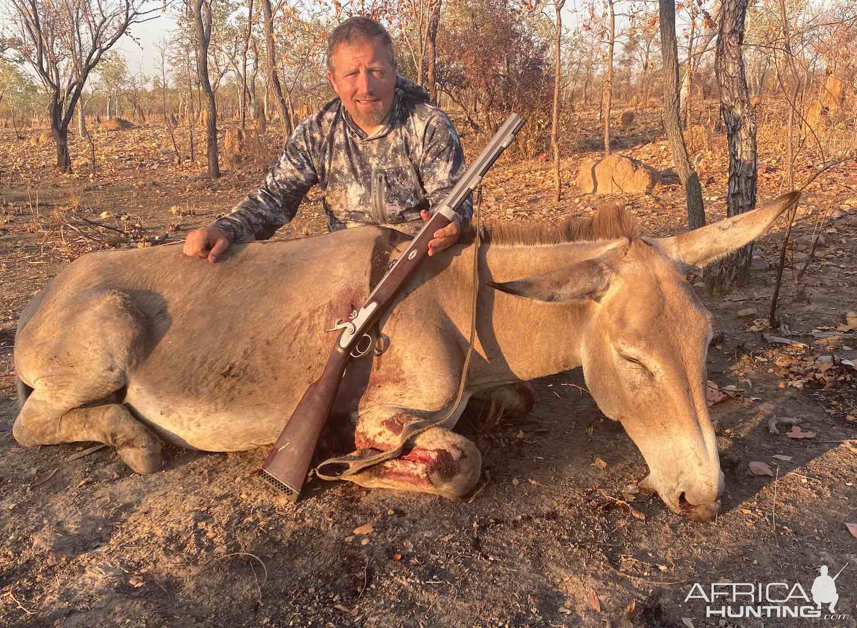 Donkey Northern Territory Australia