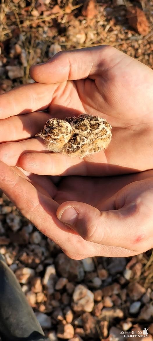 Double-Banded Sandgrouse Chick Namibia