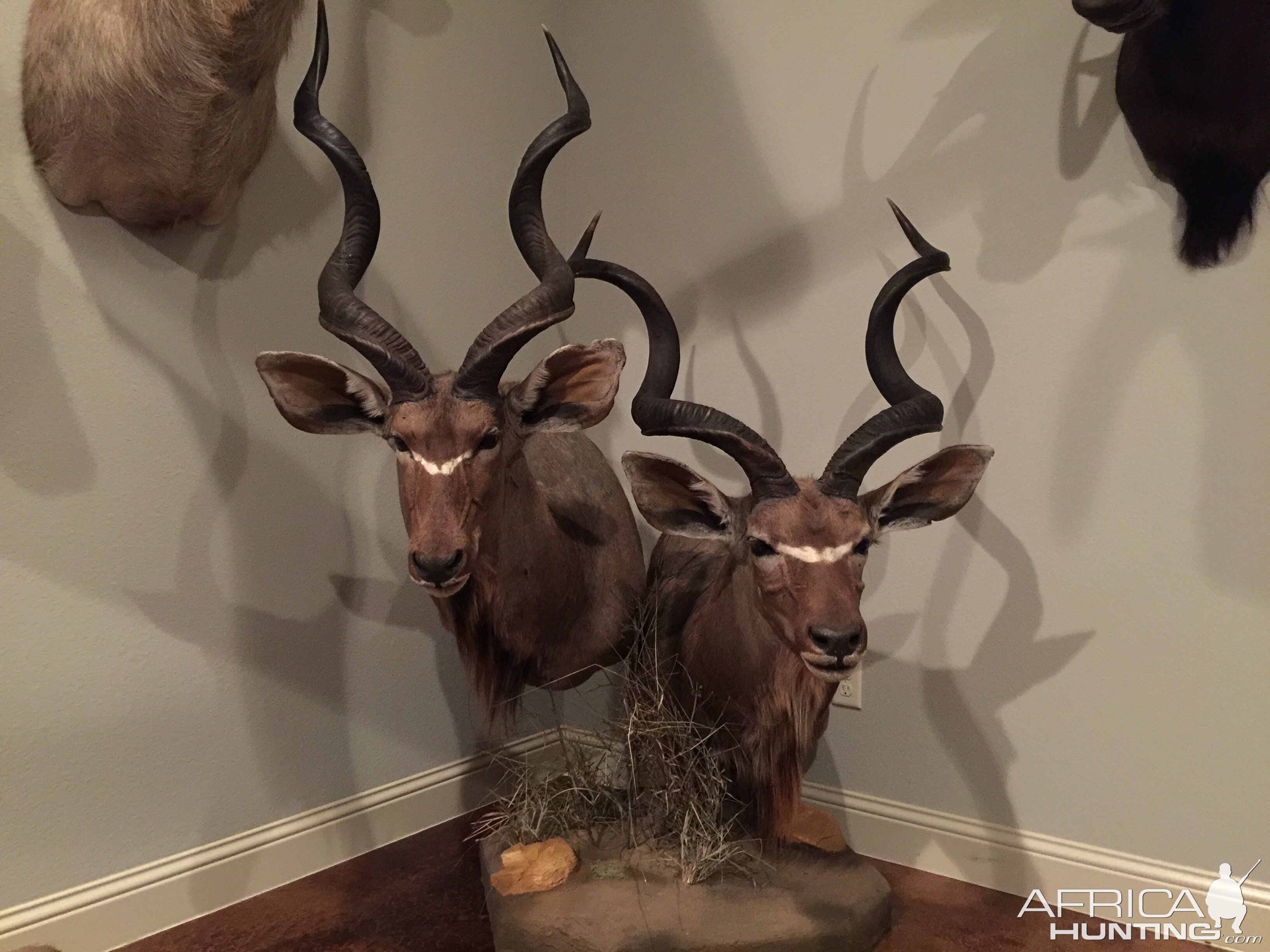 Double Kudu Shoulder Mount Pedestal Taxidermy