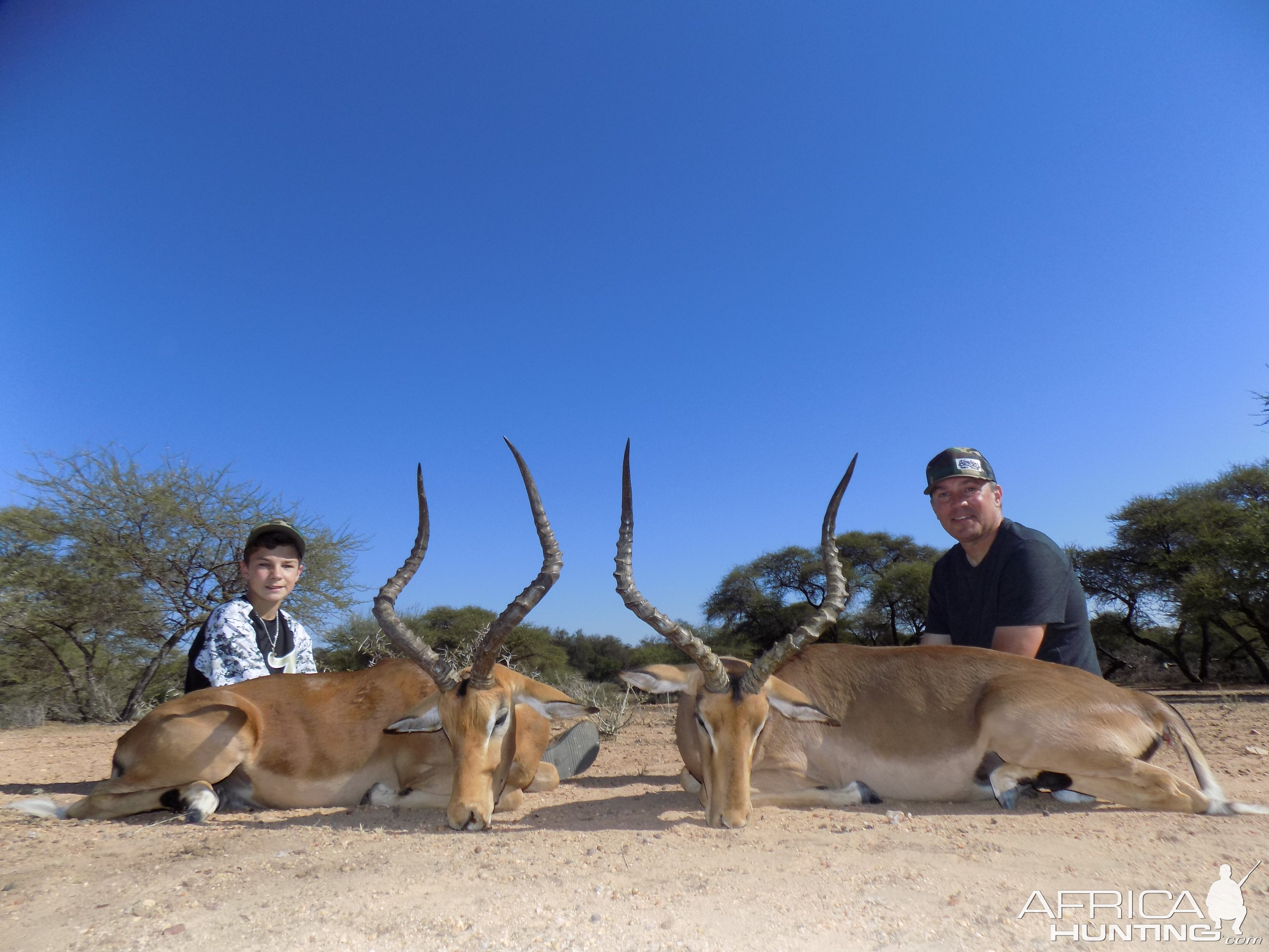 Double Limpopo Impalas