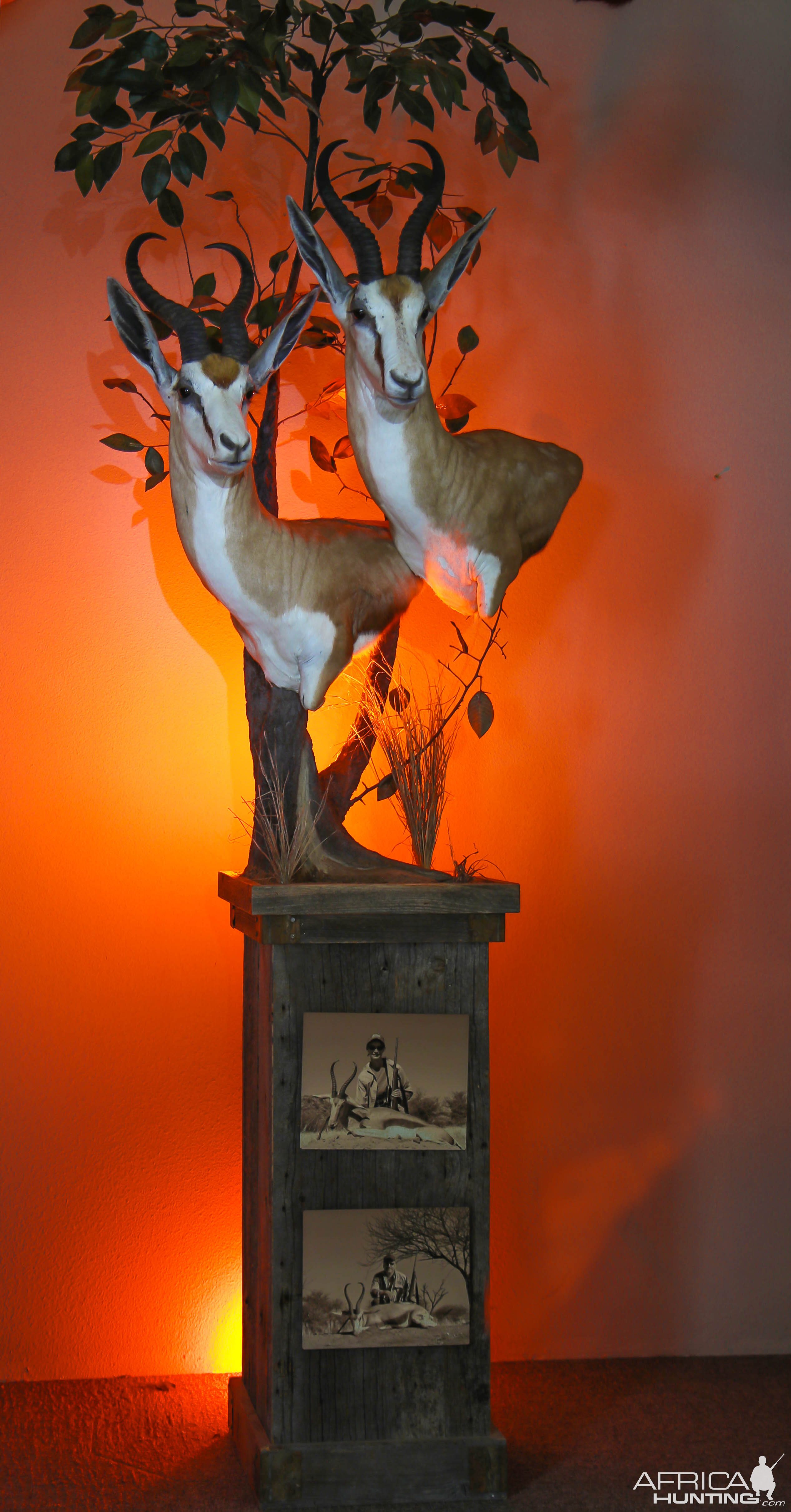 Double Springbok Shoulder Mount Pedestal