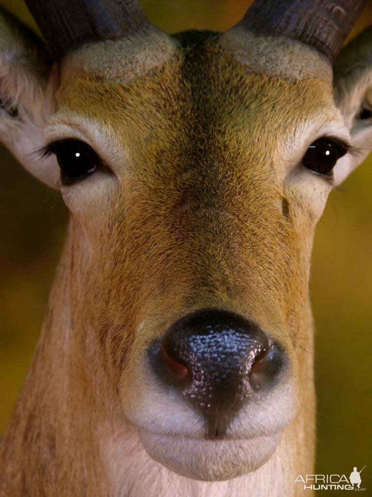 Double Stack Reedbuck Taxidermy