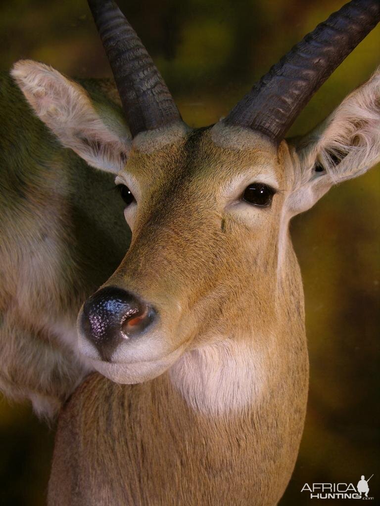 Double Stack Reedbuck Taxidermy