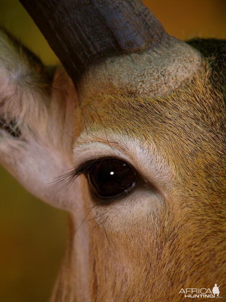 Double Stack Reedbuck Taxidermy