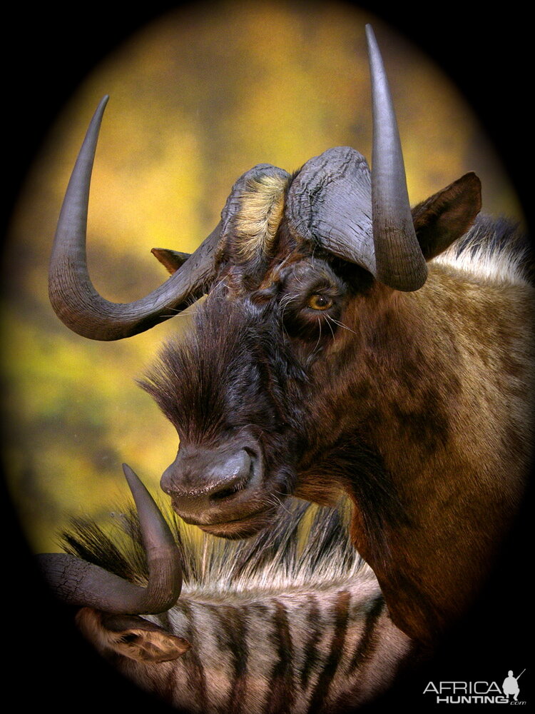 Double Stack Wildebeest Taxidermy