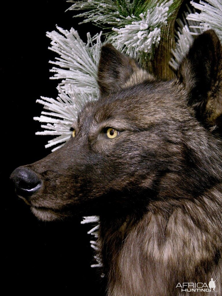 Double Wolf Pedestal Taxidermy Mount