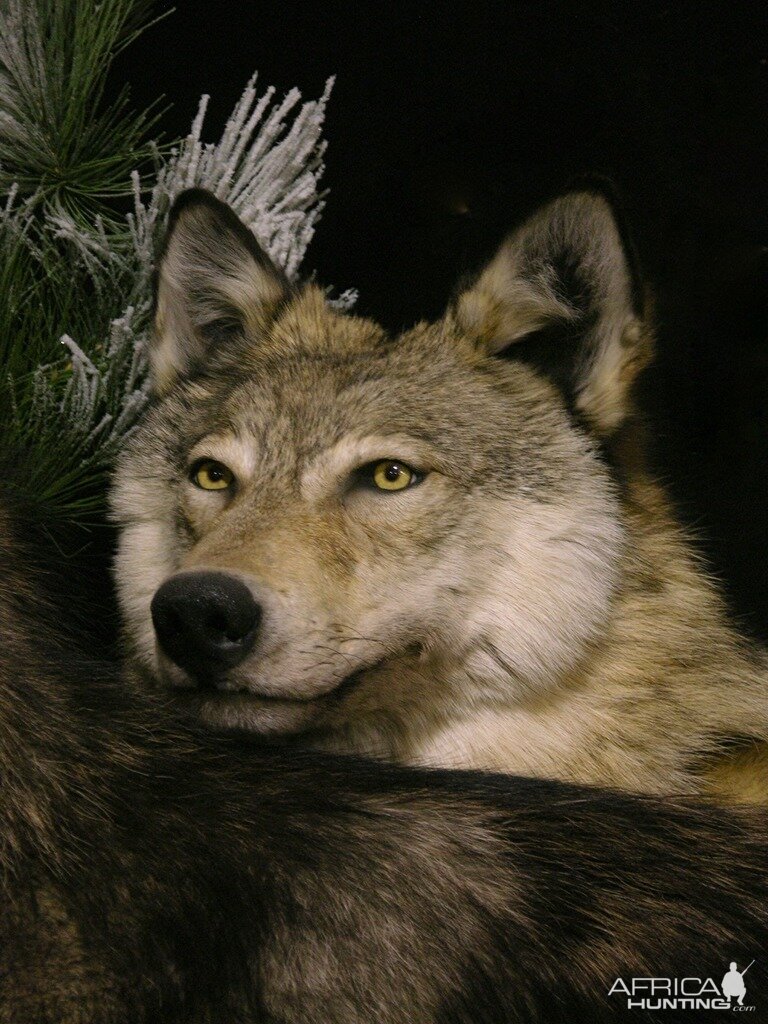 Double Wolf Pedestal Taxidermy Mount