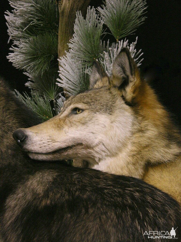 Double Wolf Pedestal Taxidermy Mount