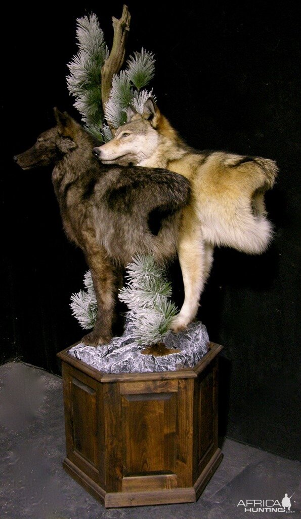 Double Wolf Pedestal Taxidermy Mount